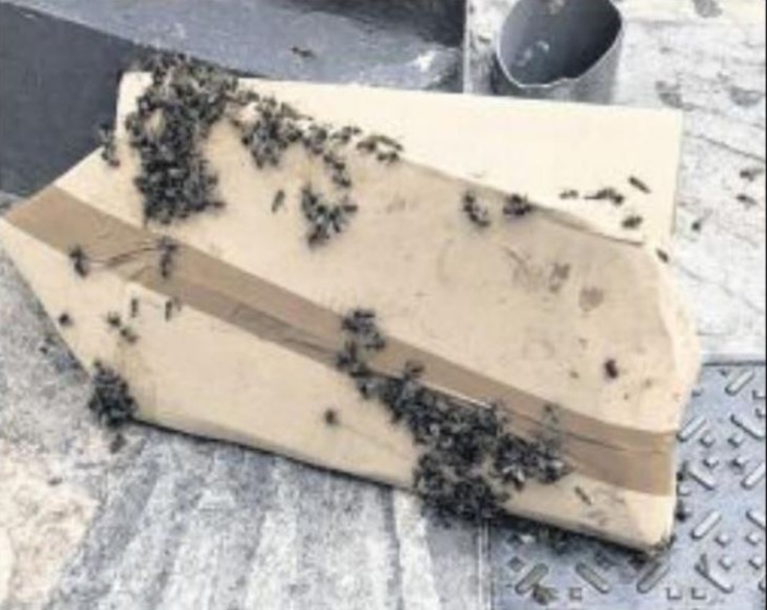  Un essaim d'abeilles sème la confusion dans la rue Fesch