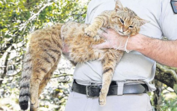 Sur les traces du "chat-renard"