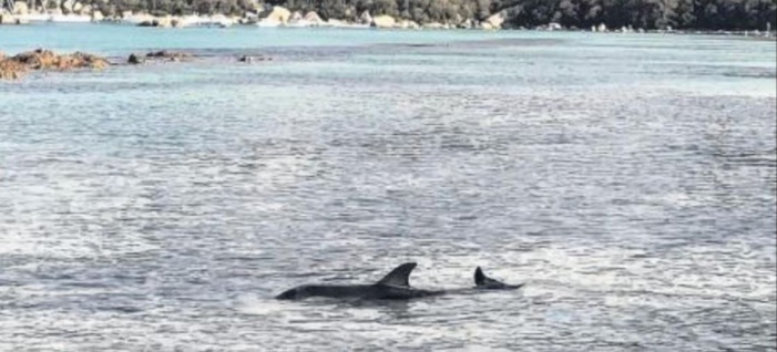 Un dauphin vient mourir dans la baie de Santa Giulia