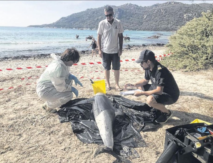 Santa Giulia : le dauphin échoué pourrait être victime d'une épizootie
