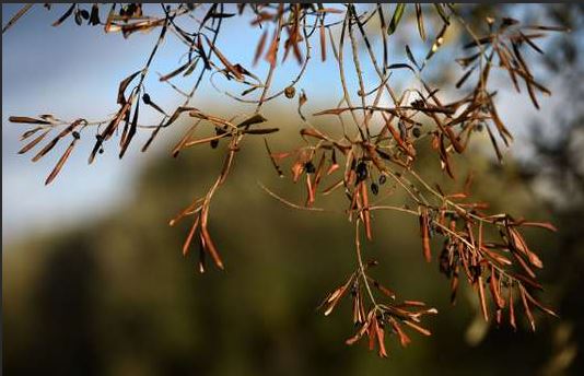 Xylella : la requête des oléiculteurs rejetée