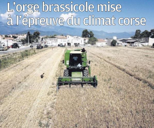 L'orge brassicole mise à l'épreuve du climat corse L'orge brassicole mise à l'épreuve du climat corse