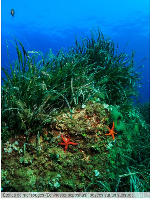 Réglementation des mouillages en Méditerranée et protection des herbiers de posidonie 