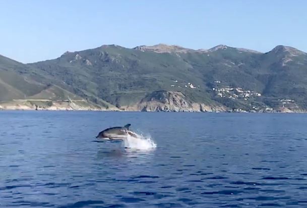 Les dauphins de Centuri