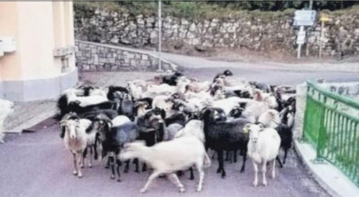 La tradition retrouvée de la transhumance