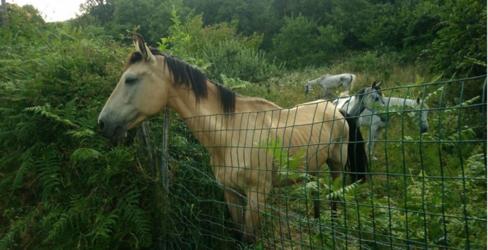 Corse : sale temps pour les animaux...