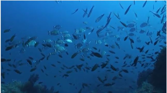 Teaser film 3D "La Méditerranée, une mer sous surveillance" 