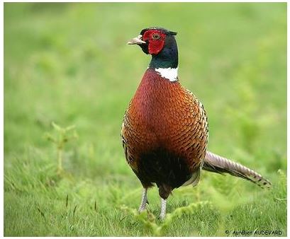 Castellu di Rustinu  U Rustinu : fermeture de la chasse au faisan