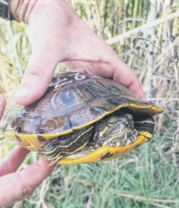 La tortue de Floride, une espèce exotique devenue encombrante La tortue de Floride, une espèce exotique devenue encombrante