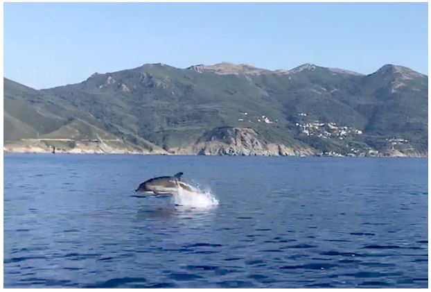 Le morbillivirus à l’origine de l’hécatombe des dauphins en Méditerranée 
