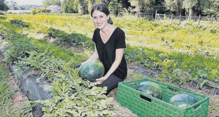 La production maraîchère peu impactée par la canicule