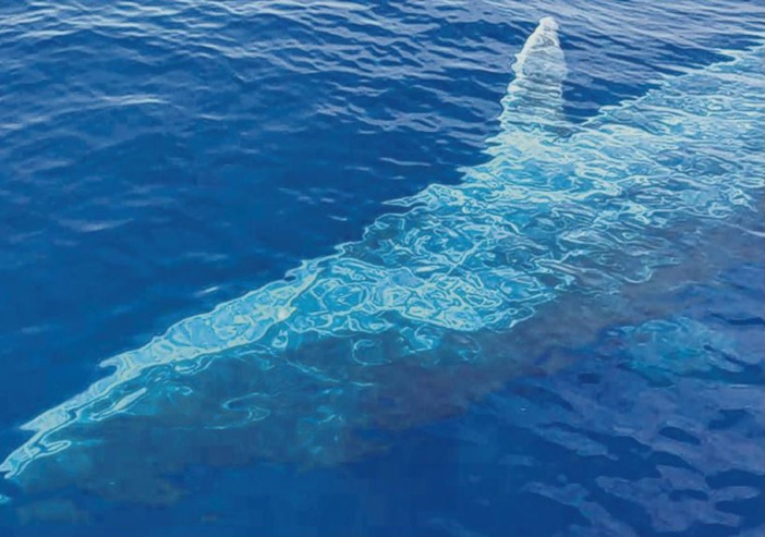 Rencontre incroyable avec une baleine