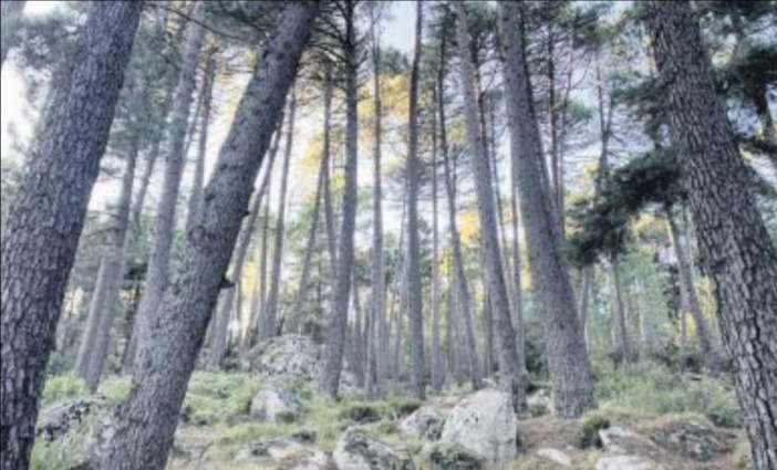 La forêt de l'Ospedale depuis la nuit des temps