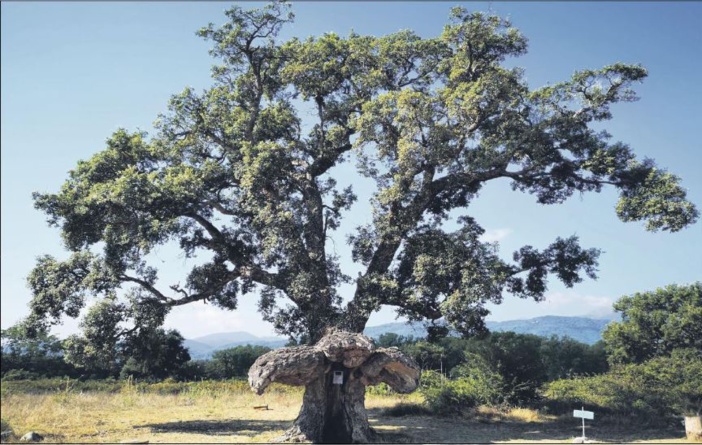  Les arbres remarquables en voie de préservation