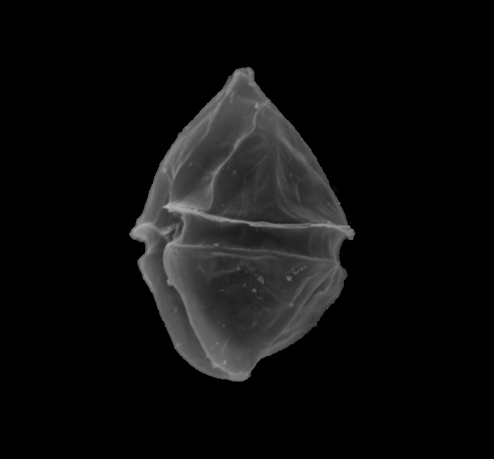 Scrippsiella sp. Scrippsiella sp.