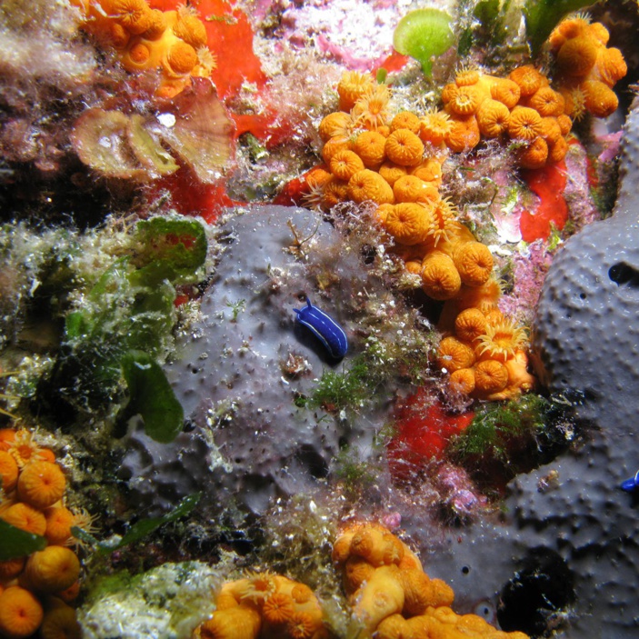 La Planète Revisitée -  expédition au service de la biodiversité en Corse