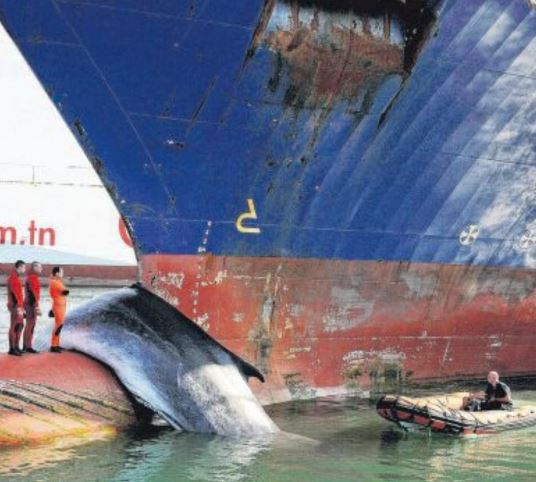 Collisions entre bateaux et cétacés : des progrès à faire