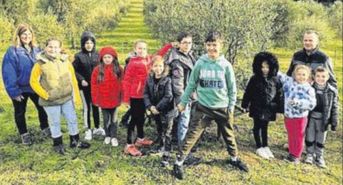   Les enfants de l'école découvrent les us et coutumes de la récolte des olives