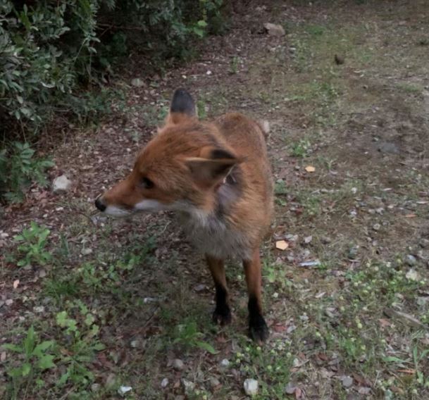 Bastia : quand les renards arrivent en ville 