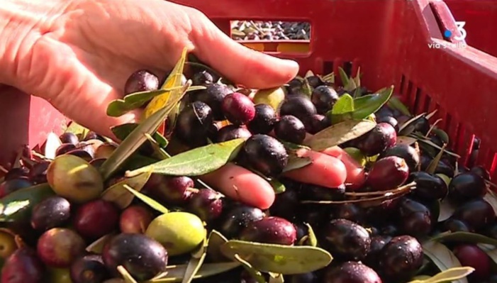 Depuis 15 ans, l’appellation d’origine protégée Oliu di Corsica dope la filière