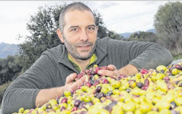 L'olive est rare, mais l'huile de qualité