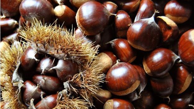 Fiera di a Castagna in Bucugnà : la renaissance de l’arbre à pain