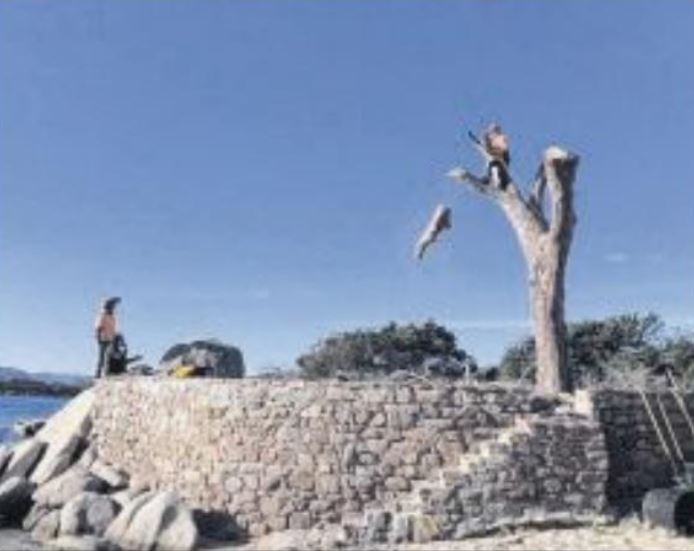 Palombaggia, le pin à terre