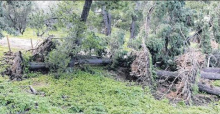Arbres déracinés à Aiacciu et retour à la normale autour du barrage à Todda