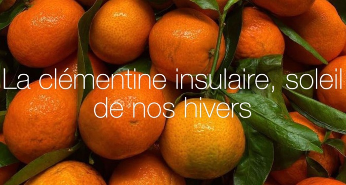 La clémentine insulaire, soleil de nos hivers
