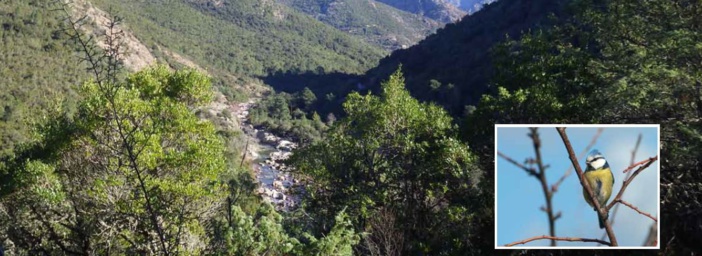 Le sentier des mésanges inauguré demain à 14 heures