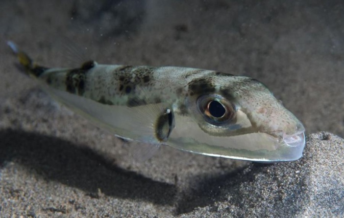Corse : méfiez-vous du poisson à tête de lièvre