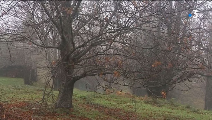 Corse : des capteurs placés dans une châtaigneraie pour mieux comprendre la communication entre les arbres