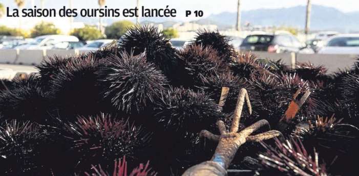 La saison des oursins est lancée