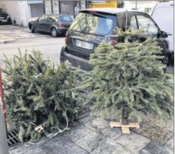 Que faire de vos sapins de Noël ?