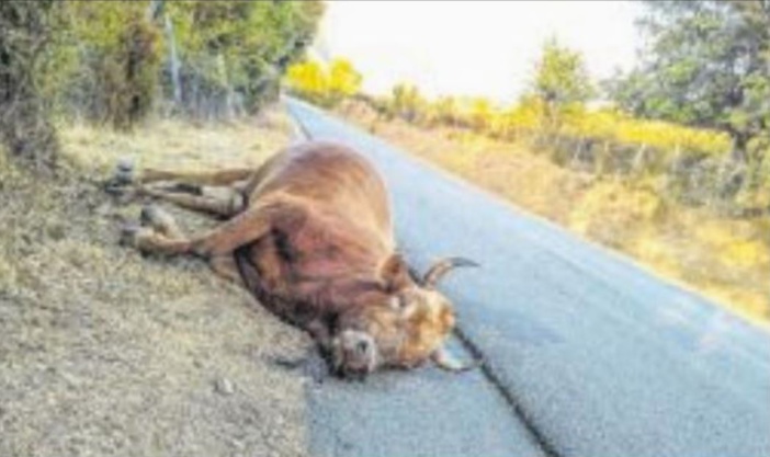 Quatre vaches abattues à U Petrosu : peine et stupeur