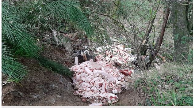 Plusieurs décharges de viande retrouvées près de rivières en Corse