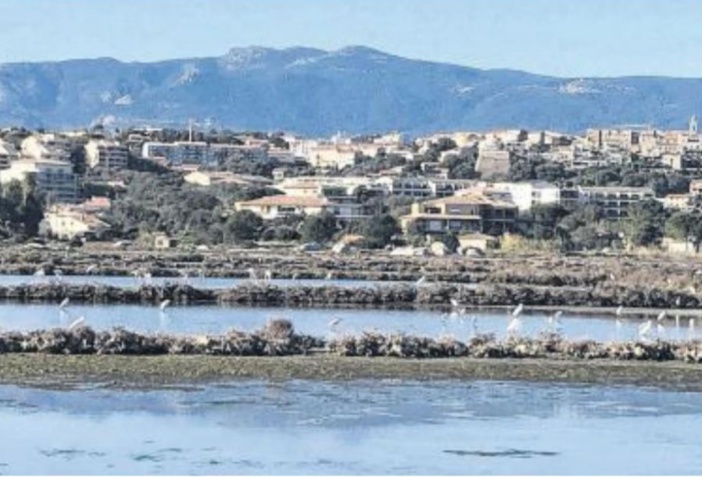 Les marais salants paradis ornithologique