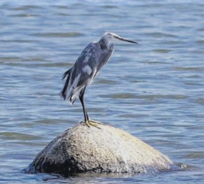 Une curiosité ornithologique rare observée à Arasu