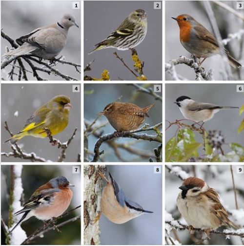 LPO France  : 🐦 Les 25 et 26 janvier c'est le Comptage des oiseaux des jardins. 