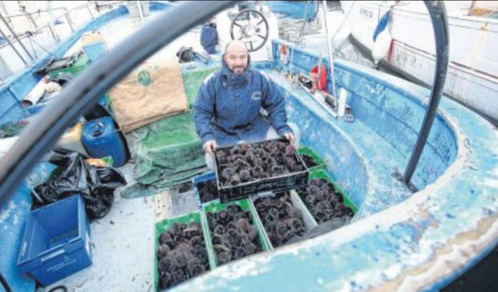  L'oursin, un met de roi en haut de la vague