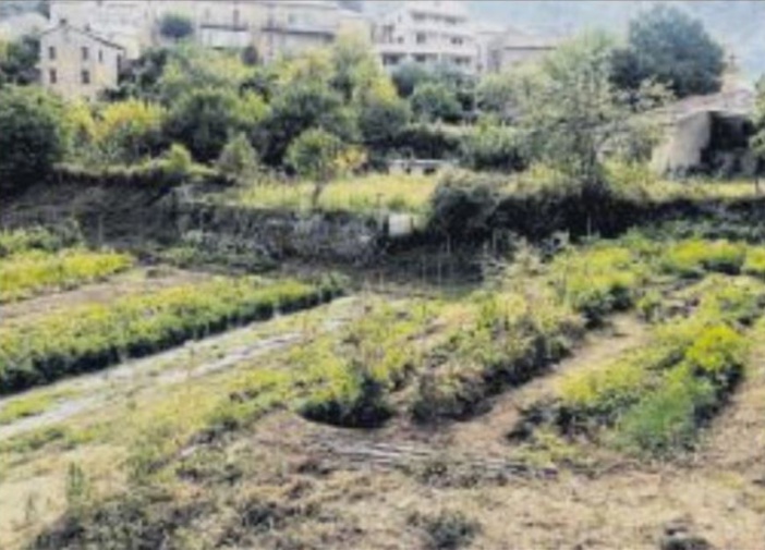 Des formations professionnelles courtes au Campus AgriCorsica