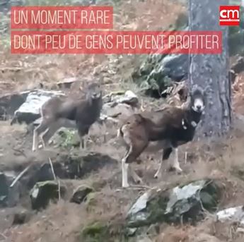 VIDÉO. Ils tombent nez à nez avec des mouflons à Asco