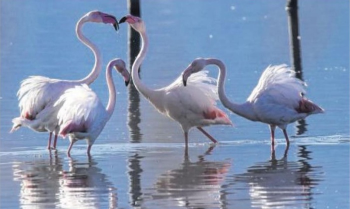 La danse des flamants roses à l'étang de Chjurlinu