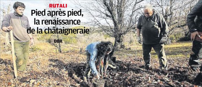 Pied après pied, la renaissance de la châtaigneraie