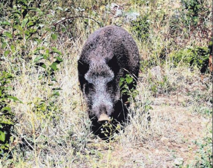 Pas de changement pour les dates de fermeture de la chasse au sanglier