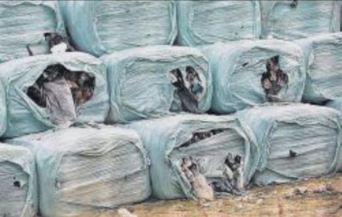 Des mouches et des craintes autour des balles de déchets