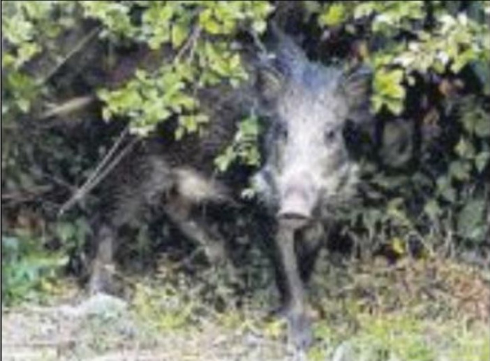 Fermeture de la chasse au sanglier le 31 mars