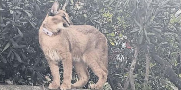 Animaux sauvages : la capture d'un caracal relance le débat