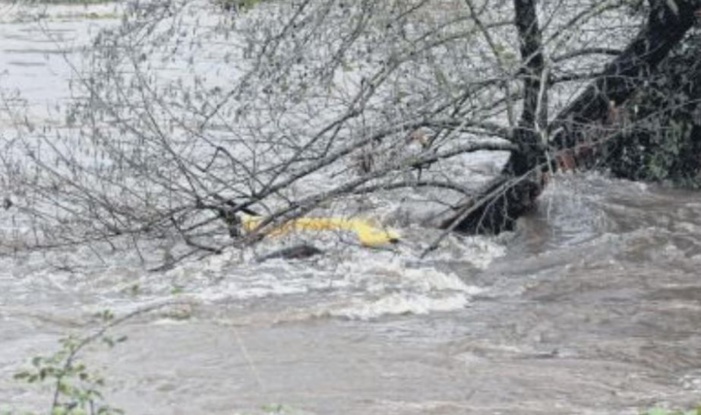 Des cours d'eau à nettoyer pour éviter les désastres