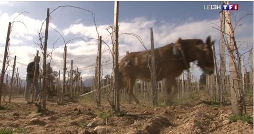 Des agriculteurs corses reviennent à la traction à cheval
